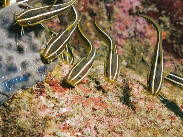 海水魚でナマズの仲間のゴンズイが群泳している