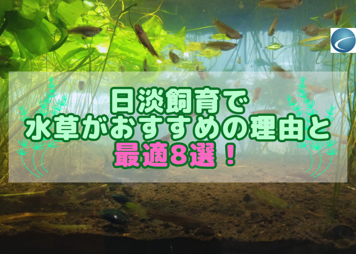 生息地を再現した水槽のミナミメダカとホトケドジョウ