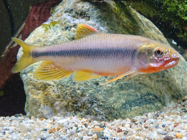 大きな石が象徴的な繁殖期のカワムツが泳ぐ水槽