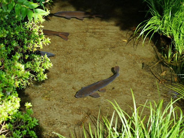 公園の池で泳ぐノゴイ