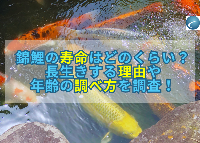 家庭用の池で泳ぐ約10歳の錦鯉